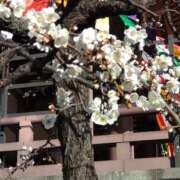 ヒメ日記 2026/02/01 15:02 投稿 蘭子 セクシーキャット 神田店