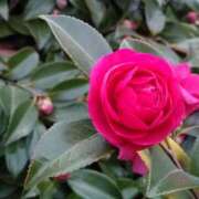 ヒメ日記 2026/02/02 14:57 投稿 蘭子 セクシーキャット 神田店