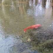 ヒメ日記 2026/02/03 14:45 投稿 蘭子 セクシーキャット 神田店