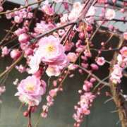 ヒメ日記 2026/02/06 14:48 投稿 蘭子 セクシーキャット 神田店