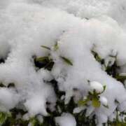 ヒメ日記 2026/02/08 14:54 投稿 蘭子 セクシーキャット 神田店