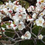 ヒメ日記 2026/02/09 14:45 投稿 蘭子 セクシーキャット 神田店