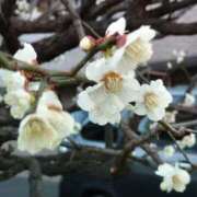 ヒメ日記 2026/02/13 15:07 投稿 蘭子 セクシーキャット 神田店