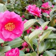 ヒメ日記 2026/02/15 14:46 投稿 蘭子 セクシーキャット 神田店