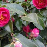 ヒメ日記 2026/02/17 14:54 投稿 蘭子 セクシーキャット 神田店