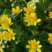 ヒメ日記 2026/02/22 14:47 投稿 蘭子 セクシーキャット 神田店