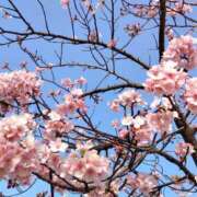 ヒメ日記 2026/02/23 15:00 投稿 蘭子 セクシーキャット 神田店