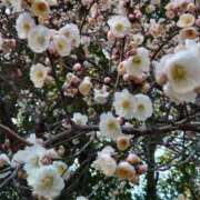 ヒメ日記 2026/02/24 14:44 投稿 蘭子 セクシーキャット 神田店