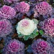 ヒメ日記 2026/03/01 14:55 投稿 蘭子 セクシーキャット 神田店