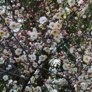 ヒメ日記 2026/03/02 14:44 投稿 蘭子 セクシーキャット 神田店