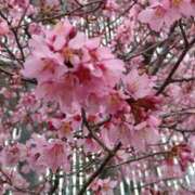 ヒメ日記 2026/03/03 15:04 投稿 蘭子 セクシーキャット 神田店