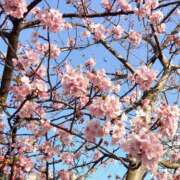 ヒメ日記 2026/03/08 14:57 投稿 蘭子 セクシーキャット 神田店