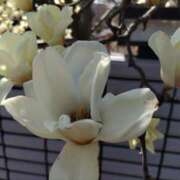 ヒメ日記 2026/03/13 14:57 投稿 蘭子 セクシーキャット 神田店