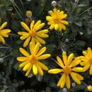 ヒメ日記 2026/03/15 14:53 投稿 蘭子 セクシーキャット 神田店