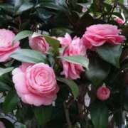 ヒメ日記 2026/03/16 15:00 投稿 蘭子 セクシーキャット 神田店