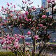 ヒメ日記 2026/03/20 14:49 投稿 蘭子 セクシーキャット 神田店