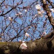 ヒメ日記 2026/03/22 14:48 投稿 蘭子 セクシーキャット 神田店