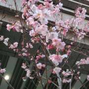 ヒメ日記 2026/03/23 14:46 投稿 蘭子 セクシーキャット 神田店