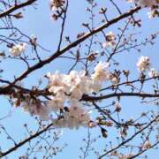 ヒメ日記 2026/03/24 14:57 投稿 蘭子 セクシーキャット 神田店