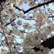 ヒメ日記 2026/03/29 14:48 投稿 蘭子 セクシーキャット 神田店