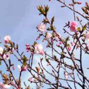 ヒメ日記 2026/03/30 15:00 投稿 蘭子 セクシーキャット 神田店