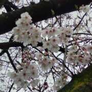 ヒメ日記 2026/03/31 14:55 投稿 蘭子 セクシーキャット 神田店