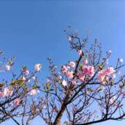 ヒメ日記 2026/04/03 14:53 投稿 蘭子 セクシーキャット 神田店