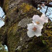 ヒメ日記 2026/04/05 14:48 投稿 蘭子 セクシーキャット 神田店