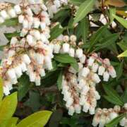 ヒメ日記 2026/04/06 14:53 投稿 蘭子 セクシーキャット 神田店