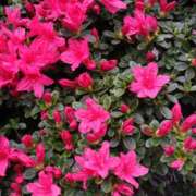 ヒメ日記 2026/04/07 14:47 投稿 蘭子 セクシーキャット 神田店