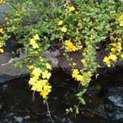 ヒメ日記 2026/04/10 15:00 投稿 蘭子 セクシーキャット 神田店