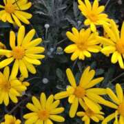 ヒメ日記 2026/04/12 14:57 投稿 蘭子 セクシーキャット 神田店