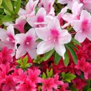 ヒメ日記 2026/04/13 14:57 投稿 蘭子 セクシーキャット 神田店