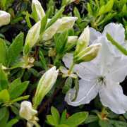 ヒメ日記 2026/04/14 14:57 投稿 蘭子 セクシーキャット 神田店