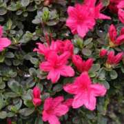 ヒメ日記 2026/04/17 15:00 投稿 蘭子 セクシーキャット 神田店