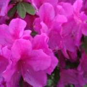 ヒメ日記 2026/04/19 15:04 投稿 蘭子 セクシーキャット 神田店