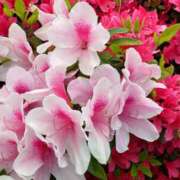 蘭子 こんにちは セクシーキャット 神田店