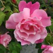 ヒメ日記 2026/04/27 15:03 投稿 蘭子 セクシーキャット 神田店