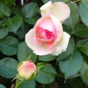 ヒメ日記 2026/04/28 14:49 投稿 蘭子 セクシーキャット 神田店