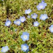 ヒメ日記 2026/05/10 14:53 投稿 蘭子 セクシーキャット 神田店