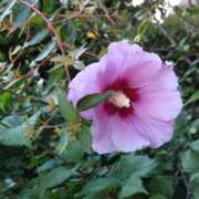 ヒメ日記 2026/08/11 14:49 投稿 蘭子 セクシーキャット 神田店