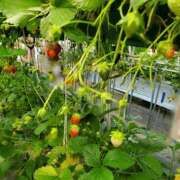 ヒメ日記 2025/04/17 04:35 投稿 つばき 新大阪秘密倶楽部