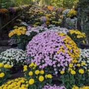 ヒメ日記 2025/10/26 09:56 投稿 ゆみ 快楽玉乱堂