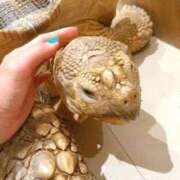 ヒメ日記 2026/01/28 16:56 投稿 ゆみ 快楽玉乱堂