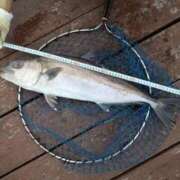 ヒメ日記 2026/02/02 09:56 投稿 ゆみ 快楽玉乱堂