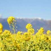 ヒメ日記 2025/02/04 11:20 投稿 しずく ふぞろいの人妻たち