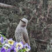 ヒメ日記 2025/04/08 11:20 投稿 しずく ふぞろいの人妻たち