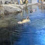 ヒメ日記 2025/06/14 12:30 投稿 しずく ふぞろいの人妻たち