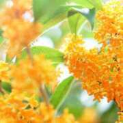 ヒメ日記 2025/10/04 15:30 投稿 しずく ふぞろいの人妻たち