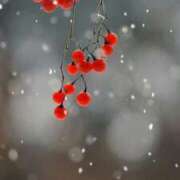 ヒメ日記 2025/10/26 11:40 投稿 しずく ふぞろいの人妻たち